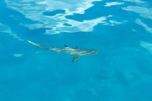 ®Benoit-CARPENTIER-Tahiti-Trip_11©BCarpentier