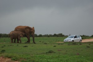®Benoit-CARPENTIER-AddoPark- AFRIQUE_DU_SUD-2018©-MathieuCarpentier